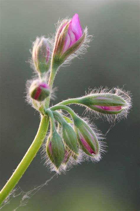 Fotos gratis naturaleza fotografía hoja pétalo verde flora flor