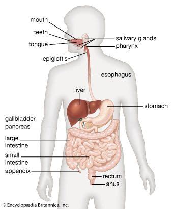 digestive system - Students | Britannica Kids | Homework Help