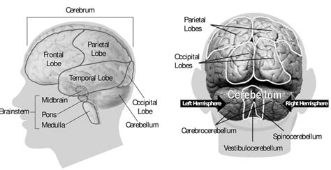 Frontal Lobe Physiopedia