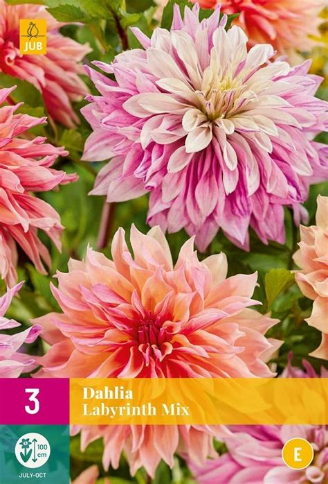 Dahlia Labyrinth Mix Deoosteindeonline Nl