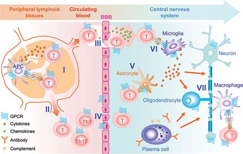 Laptop Diagram Schematic Diagram Multiple Sclerosis Pathophysiology