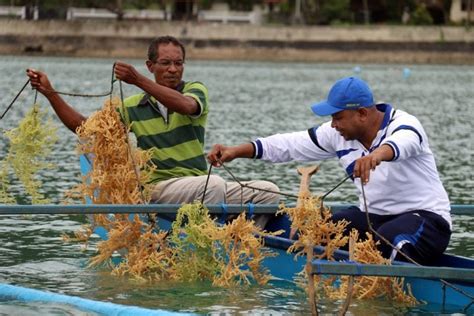 Dkp Wakatobi Dorong Produktivitas Petani Rumput Laut Kolaka Pos News