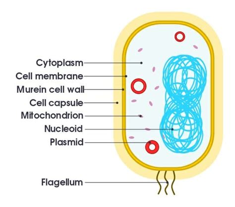 Organelle: Definition, Function, Types and Examples | Biology Dictionary