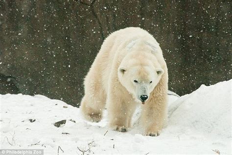 Klondike Oldest Polar Bear In Us Dies At Philadelphia Zoo Canada