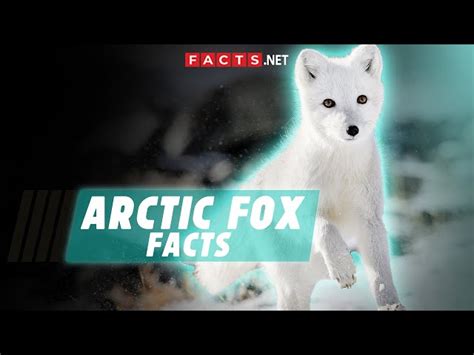 Arctic Fox Facts: 40 Frosty Facts About These Furry Foxes - Facts.net