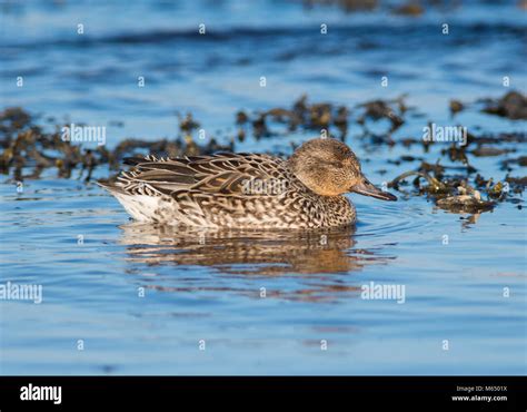 Teal Female Uk Hi Res Stock Photography And Images Alamy