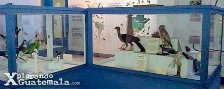 Museo de Historia Natural | Guatemala - turismo, viajes y montañismo ...