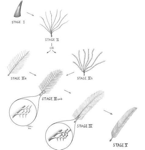 Stages of feather development | Feather, Evolution