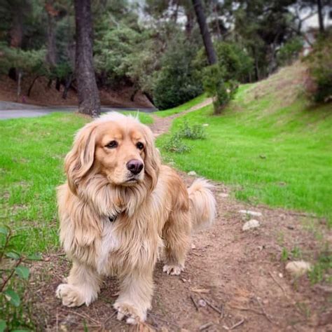 Mini Golden Retriever Guide To Owning A Miniature Golden K9 Web