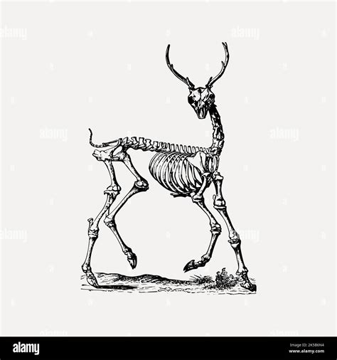 Deer Skeleton Clipart Vintage Illustration Vector Stock Vector Image And Art Alamy