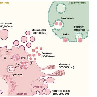 Schematic Representation Of Extracellular Vesicle Subtypes Biogenesis