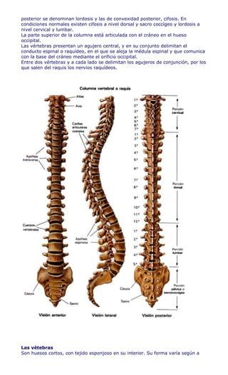 Columna Vertebral PDF