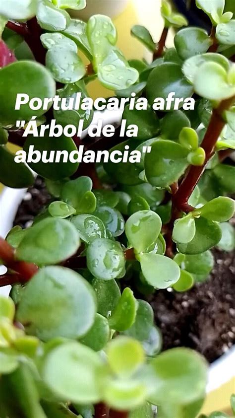 Portulacaria Afra Rbol De La Abundancia Cuidado De Plantas