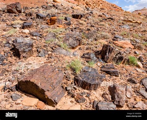 Wolverine Petrified Forest Hi Res Stock Photography And Images Alamy