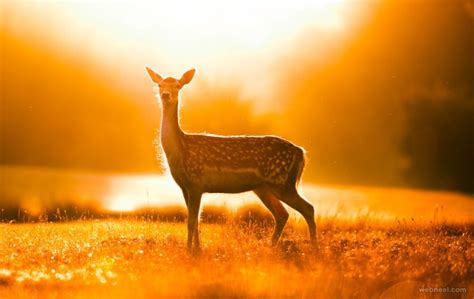 Deer Wildlife Photography 1