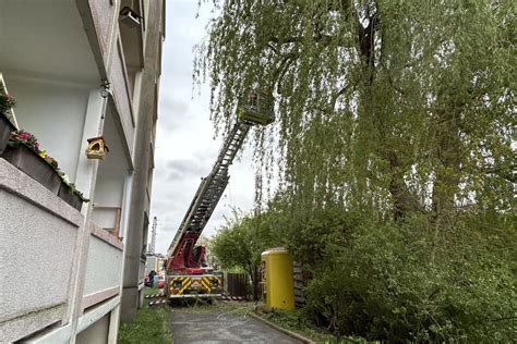 Feuerwehreinsatz in Chemnitz Baum droht auf Wohnhaus zu stürzen