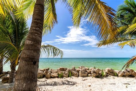 Playa Caribeña Con Agua Verde Y Palmeras En Cancún México Foto Premium