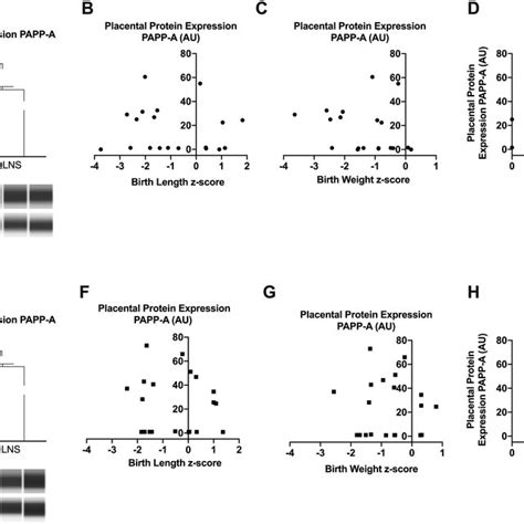 Effect Of Preconceptional SQLNS On Placental Protein Expression Of