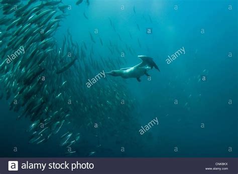 Cape Gannet Morus Capensis Adult Diving Underwater Feeding Baitball