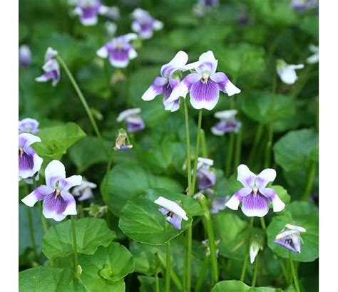 Violetas Na Janela Como Plantar E Cuidar Passo A Passo Greenme