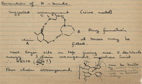 Rosalind Franklin: The unsung hero of the DNA double helix | Bayer Global