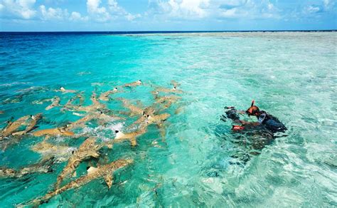 Sharks Tetiaroa Society