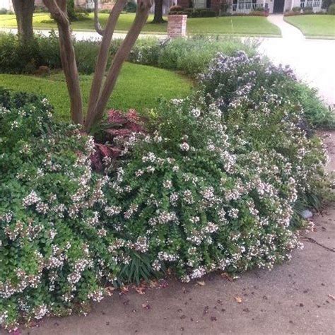 Abelia Rose Creek Hahira Nursery Georgia Garden