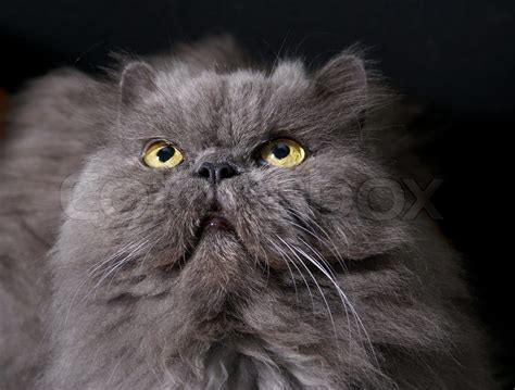 Big fat persian cat | Stock Photo | Colourbox