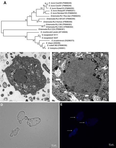 Figure Phylogenetic Relationships Of Entamoeba Bangladeshi A Download Scientific Diagram