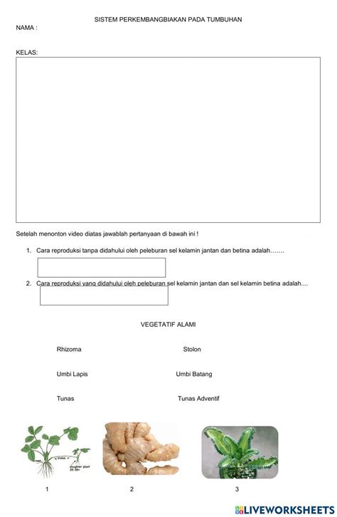 Reproduksi Pada Tumbuhan Worksheet Live Worksheets