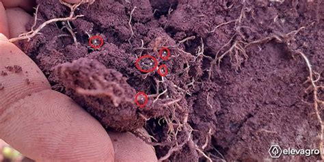 Como o Nematoide de cisto da soja NCS afeta a produção de sua lavoura