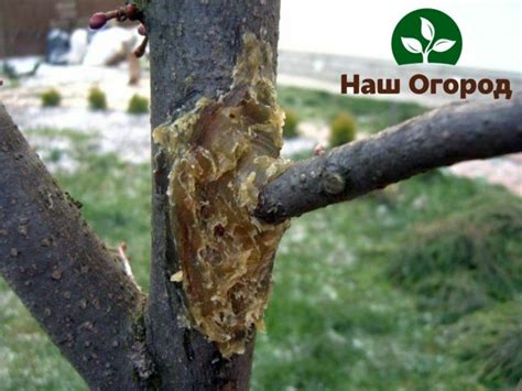 Раны на плодовых деревьях: как и чем лечить? ТОП лучших средств