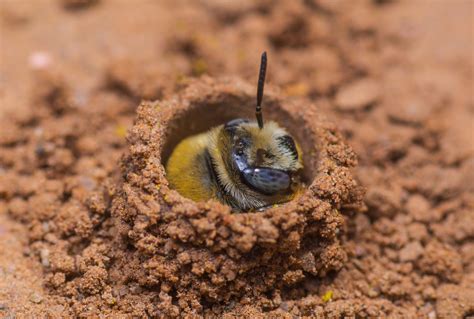 Ground Bees - signs of ground bees and what to do