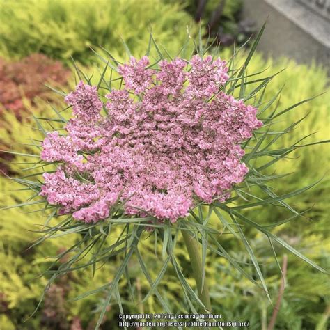 Photo Of The Bloom Of Carrot Daucus Carota Var Sativus Purple Haze