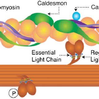 Smooth Muscle Myosin Thick Filament Composed Of Myosin Heavy Chains And