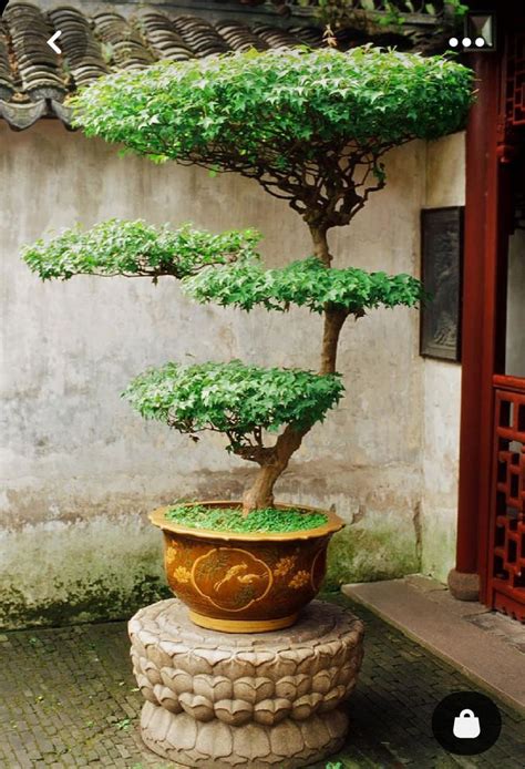 Pin By Juan Carlos Pomares On Topary Practic Bonsai Garden Topiary