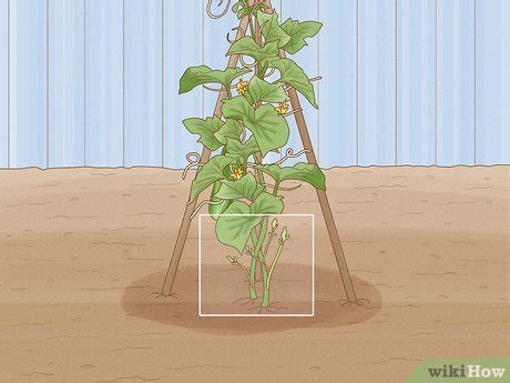 19 Pruning Cucumber Plants IrramJaishan