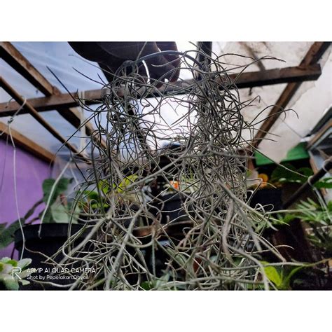 Jual Tilandsia Jenggot Musa Jenggot Dewa Tanaman Udara Air Plant