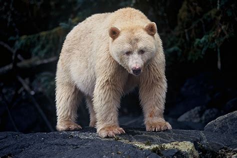 The Pride of British Columbia: Spirit Bear | Featured Creature
