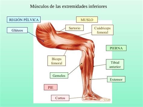 Que Son Los Musculos Y Cual Es Su Funcion Slipingamapa