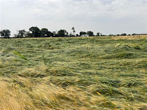 Sudden Rain Hailstorm Damage Crops In Madhya Pradesh CM Orders Survey