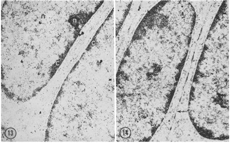 Figure 18 From Electron Microscope Observations On The Carbohydrate