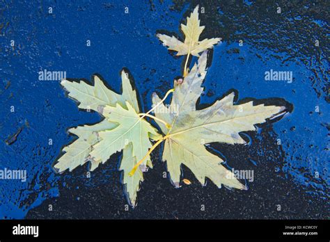 Maple Leaves In Autumn Winnipeg Manitoba Canada Stock Photo Alamy