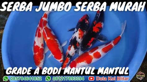 READY STOCK KOI JUMBO ISTIMEWA DOITSU SISIK ARAGOKE KUMPAY BANYAK