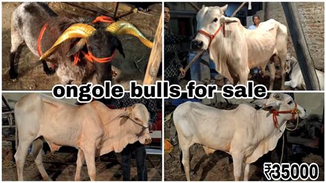 Pure Ongole Bulls For Sale At Yakuthpura Wahed Colony Saste Bade