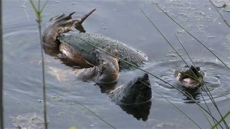 Snapping Turtles Mating 5182019 Hd Youtube