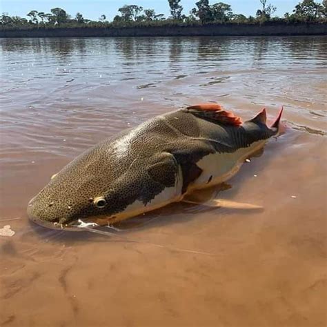 Curiosidades sobre a Pirarara esse que é um dos peixes gigante da