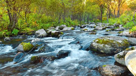 Waterfalls Stream Summer Clear Algae Covered Rocks On River Trees Fern