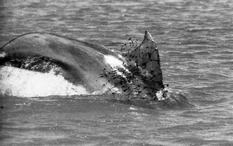 Examples Of Bottlenose Dolphins Entangled In Fishing Nets In Southern