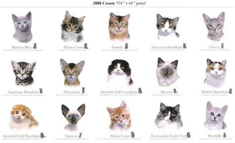 Cat Breeds Kittens - Pets Lovers